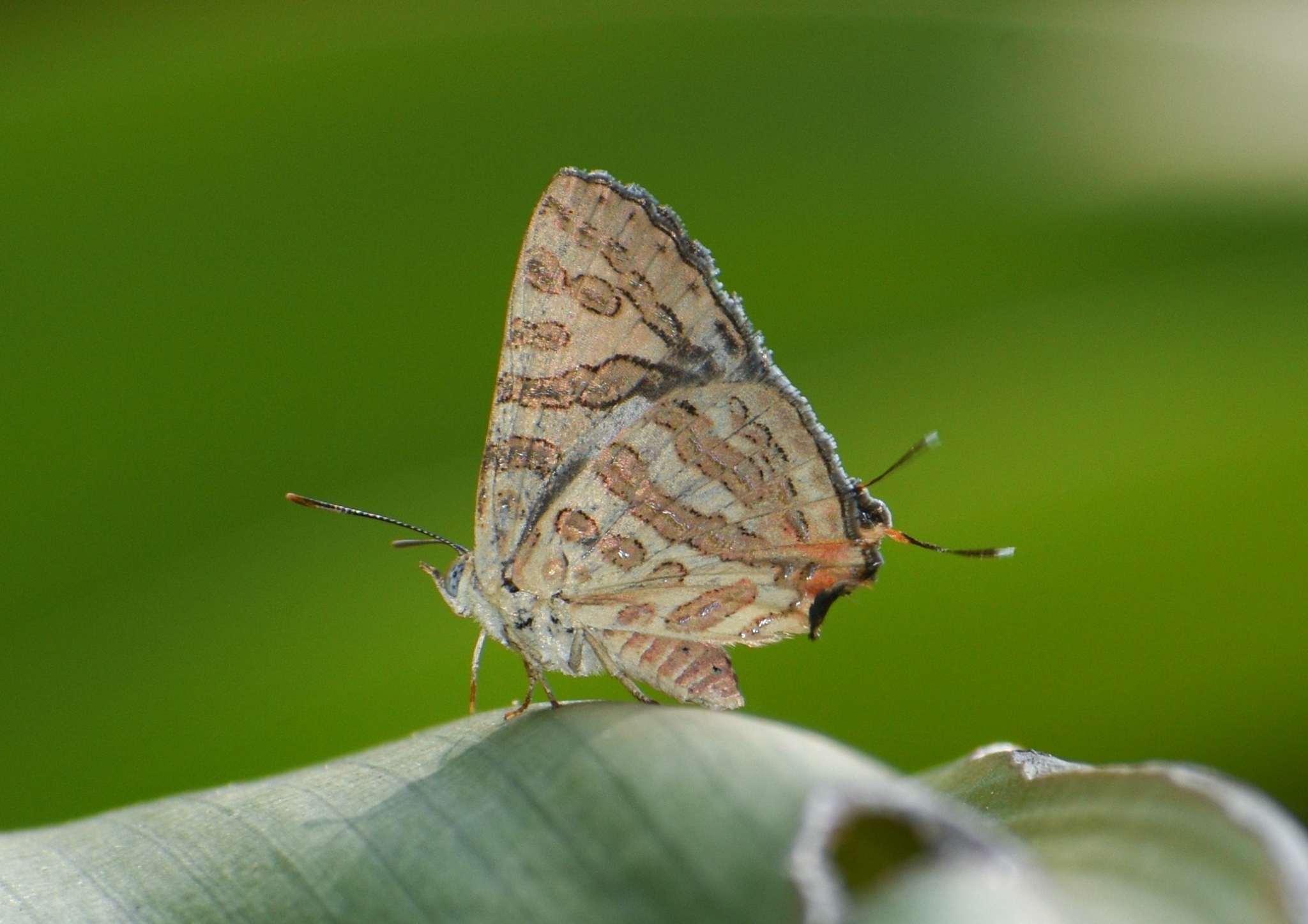 Common Shot Silverline