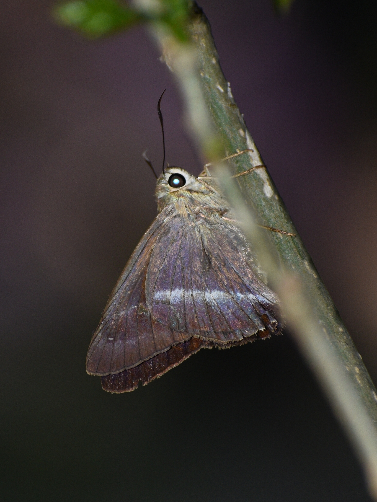 Common Banded Awl