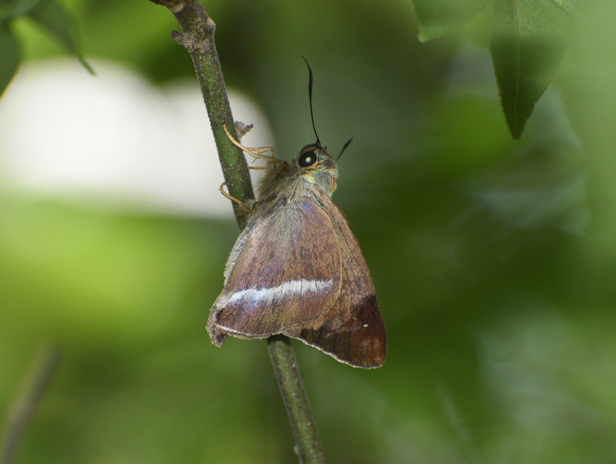 Common Banded Awl