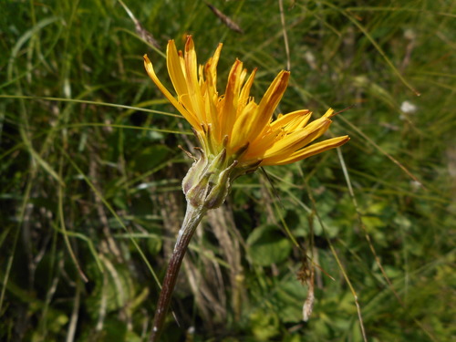 Scorzonera aristata