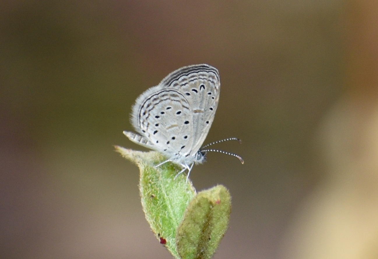 Tiny Grass Blue