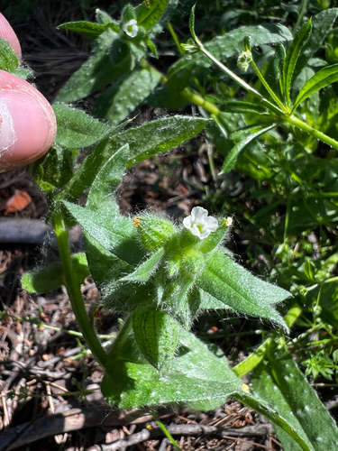 Nonea echioides, 2025-05-24