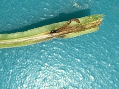 Grapholita delineana