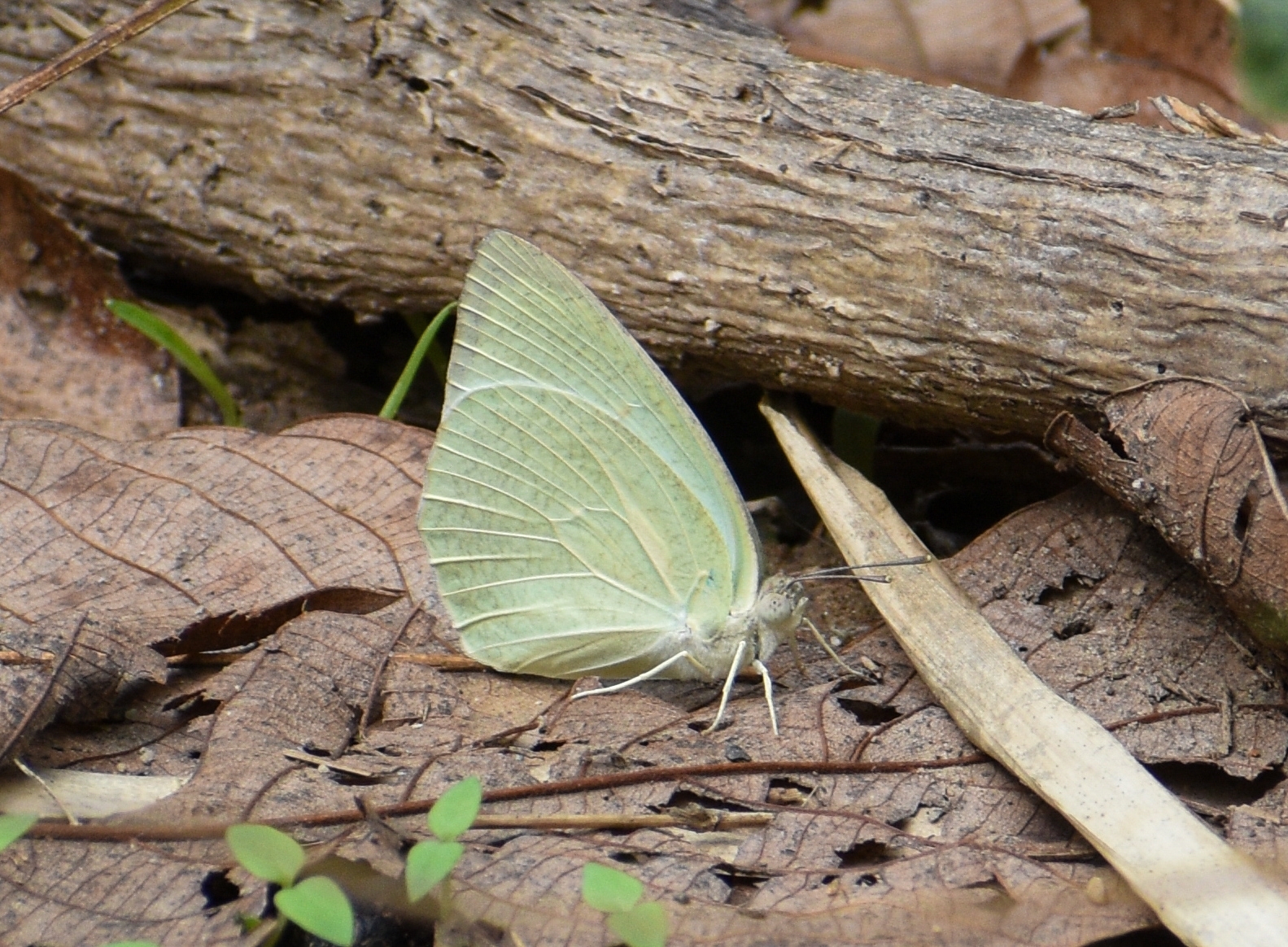 Mottled Emigrant