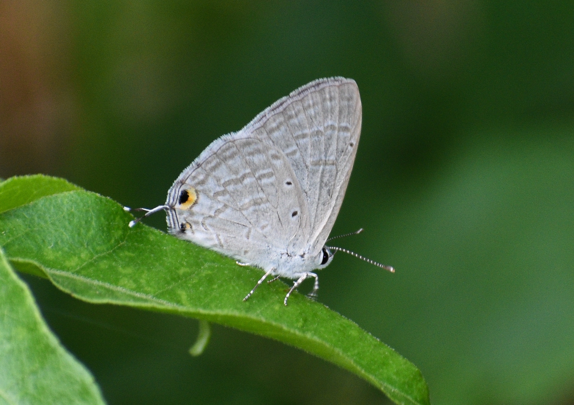 Forget-Me-Not