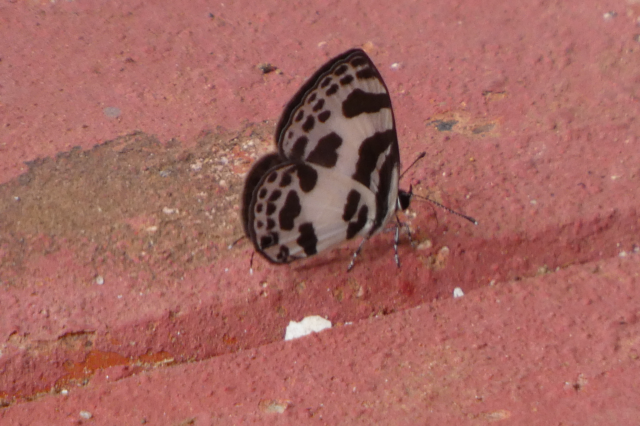 Banded Blue Pierrot