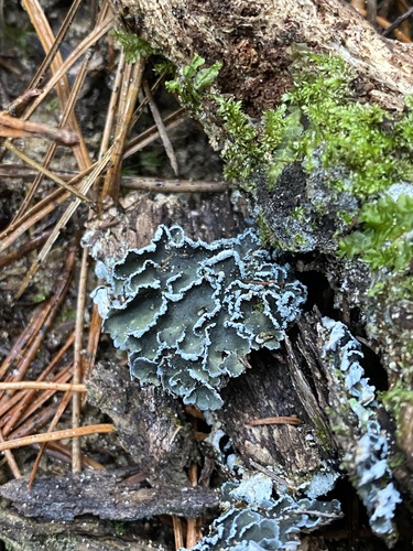 Pannaria fulvescens observed 2025-05-26