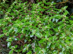 Pilea urticifolia image