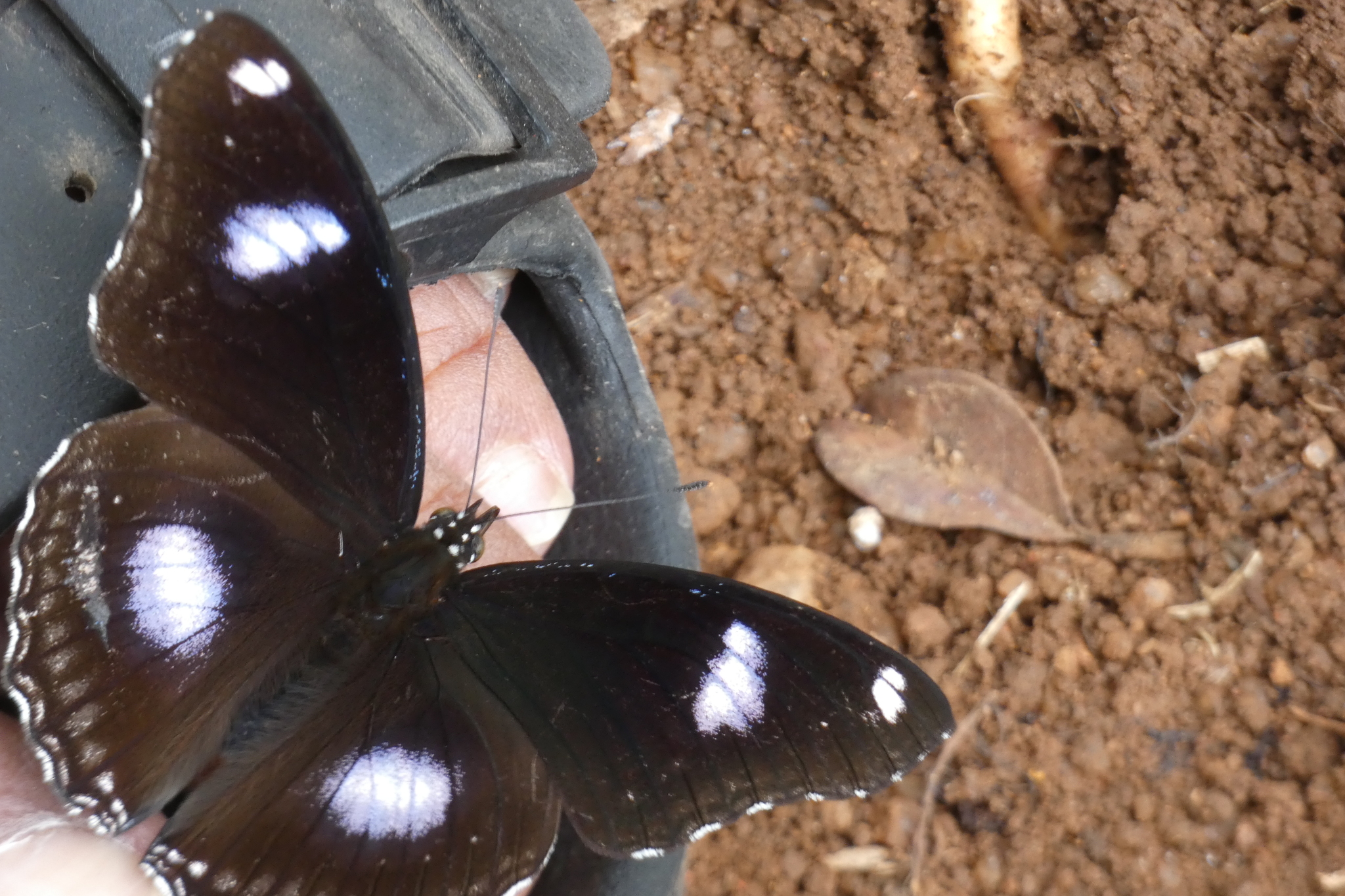 Great Eggfly