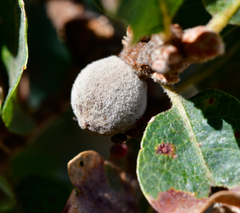 Disholcaspis simulata