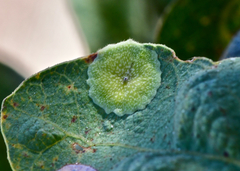 Andricus pattersonae