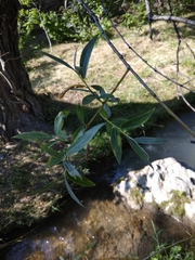 Salix alba micans