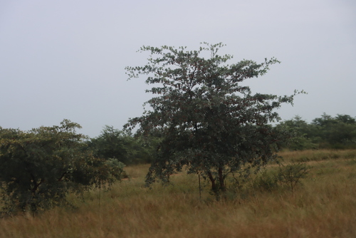 silver terminalia