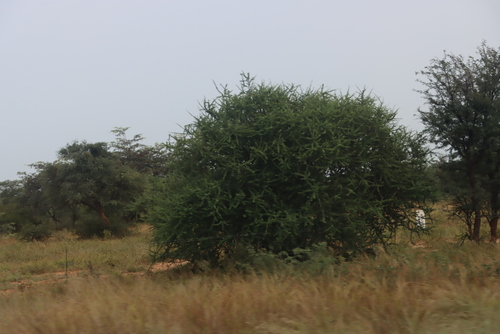 umbrella thorn