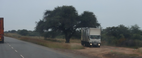 Camel Thorn