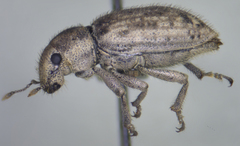 Cycloderes canescens