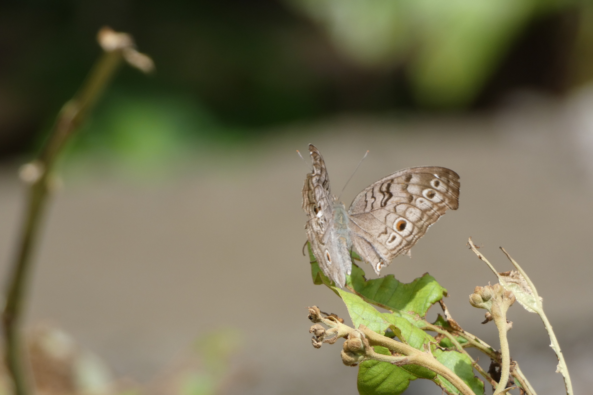 Grey Pansy