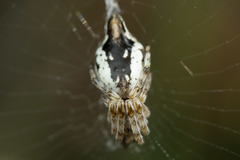 Cyclosa conica