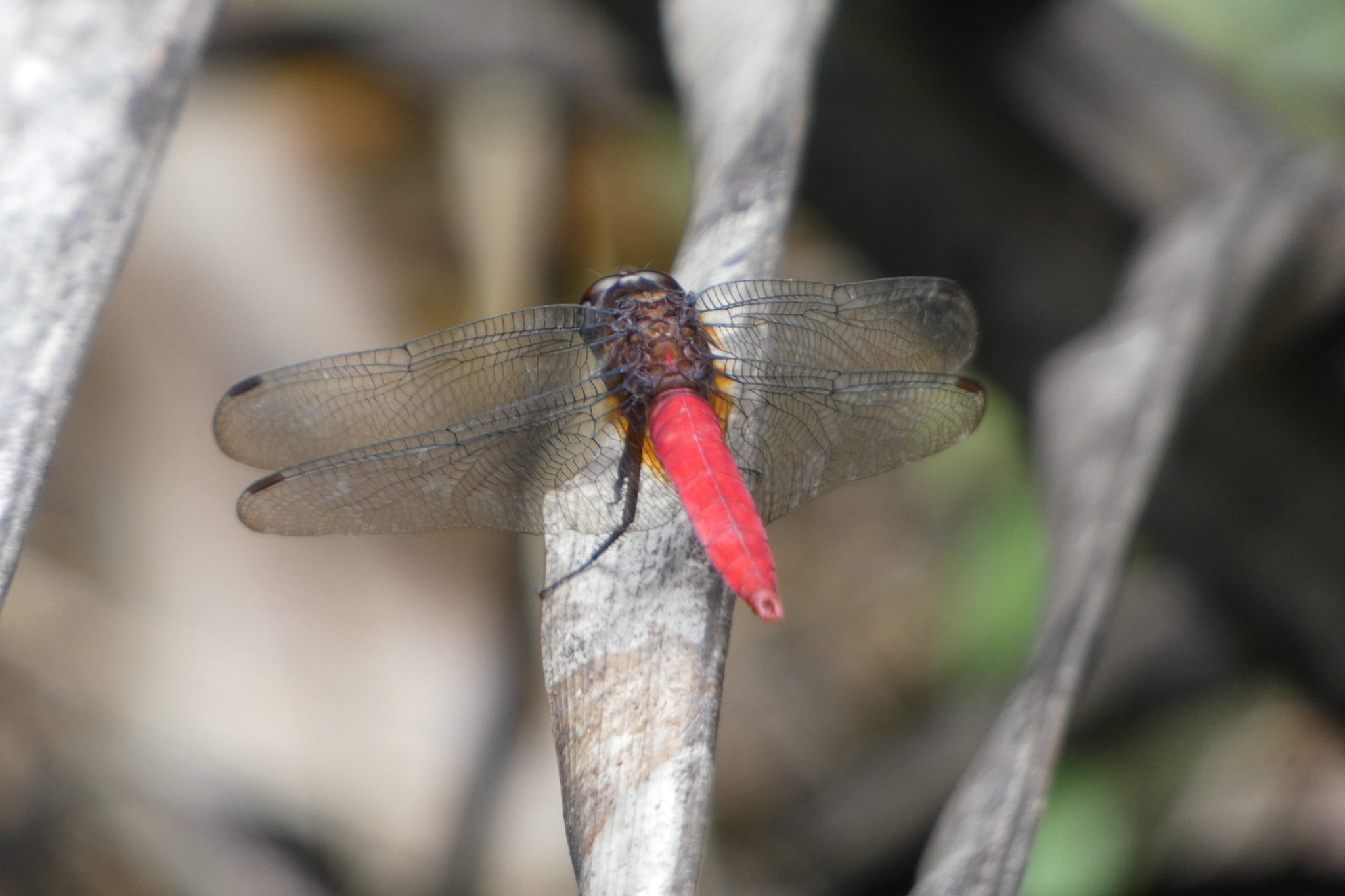 Spine-Tufted Skimmer