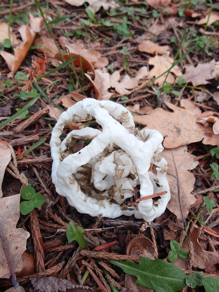 Ileodictyon cibarium · May 2025 · photo: © bythepark (iNaturalist, cc-by-nc)