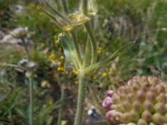 Knautia longifolia