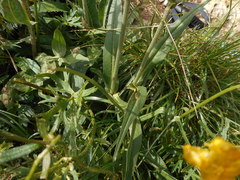 Knautia longifolia