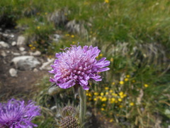 Knautia longifolia