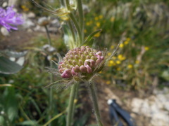 Knautia longifolia