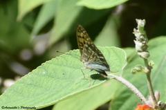 Argynnis kamala