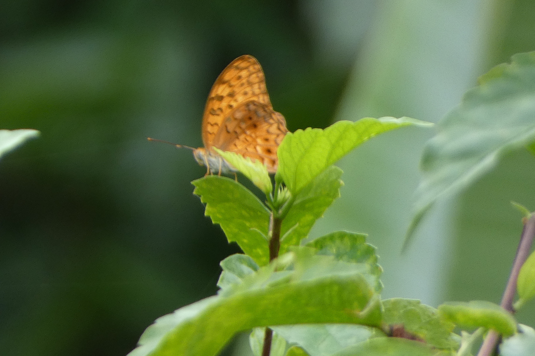 Common Leopard