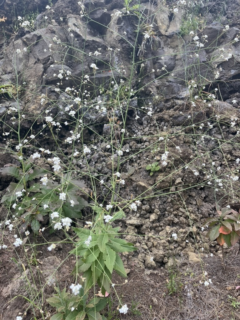 Crambe microcarpa
