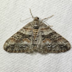 Prionomelia spododea