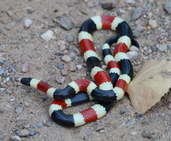 Micruroides euryxanthus