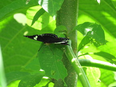 Catonephele numilia esite