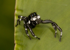 Phiale guttata