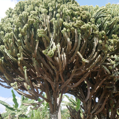 Common Tree Euphorbia