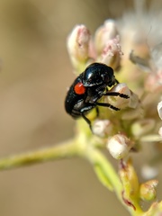 Saxinis saucia