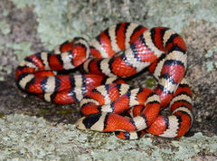 Lampropeltis pyromelana