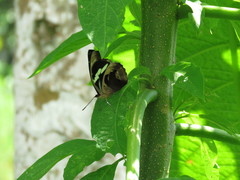 Catonephele numilia esite