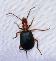 Brachinus elongatulus