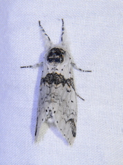 Furcula scolopendrina