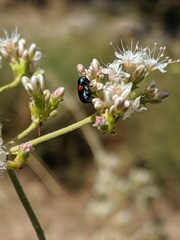 Saxinis saucia