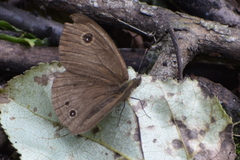 Ypthima nikaea