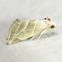 Plagiomimicus tepperi