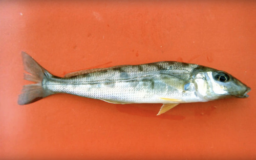 Banded whiting (Sillago maculata) — Sillaginidae — 3
