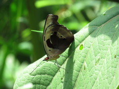 Catonephele numilia esite