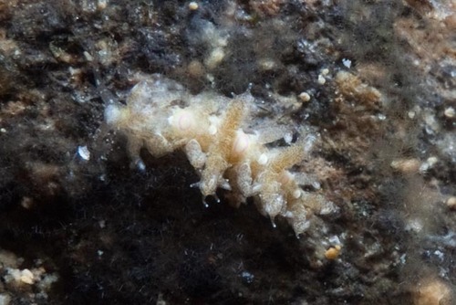 Limenandra confusa