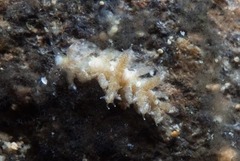 Limenandra confusa