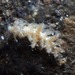Limenandra confusa
