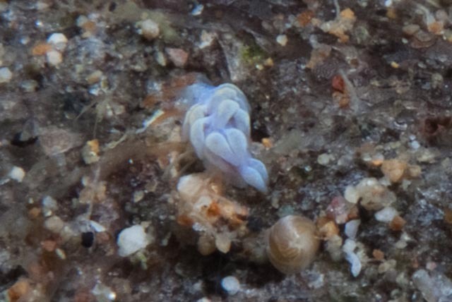 Tenellia nakapila